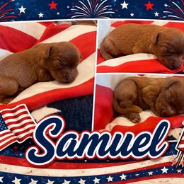 Samuel - Ruby male Cavalier King Charles Spaniel puppy in London, Arkansas from Frosty’s Cavaliers
