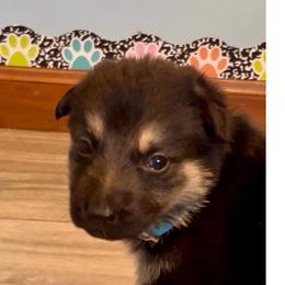 Mable - Black and silver female German Shepherd puppy in Yuba City, California from Barton’s German Shepherds