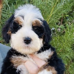 Murphy blue paw print collar - Tri-color male Bernedoodle puppy in Saint Francis, Kansas from Land of Oz Doodles