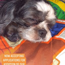 MayMay - Shih Tzu