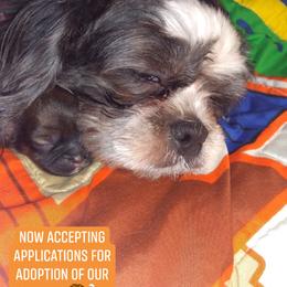 MayMay - Shih Tzu
