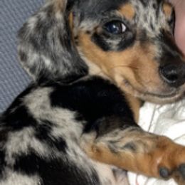 Dachshunds and Miniature Australian Shepherds from Liberty Oaks Aussies and Dachshunds