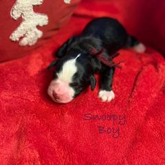 Snoopy - male Golden Mountain Doodle puppy in Rockville, Minnesota from Bracha Poodles & Doodles