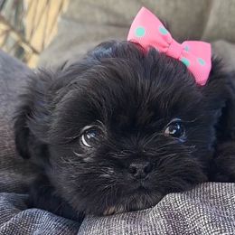 Shih Tzu Puppies from My Shih Tzu Baby