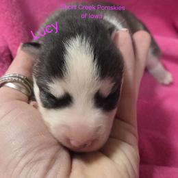 Lucy - Black and white female Pomsky puppy in Zearing, Iowa from Short Creek Pomskies of Iowa