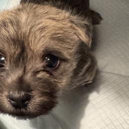 Cairn Terriers from Cook’s Cairn Terriers