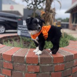 Macintosh - Black & white male Miniature Australian Shepherd puppy in Clarkesville, Georgia from North Georgia Gems