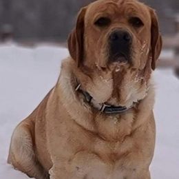 Labrador Retrievers from Beloved Labs LLC