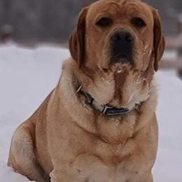 Labrador Retrievers from Beloved Labs LLC