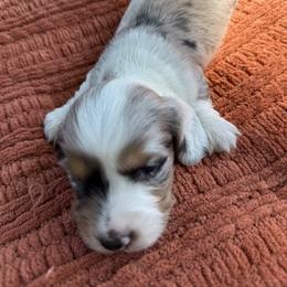 Boy 2 - male Dachshund puppy in Palestine, Texas from Doxie Den🐾