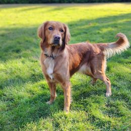 Paisley - Golden Retriever
