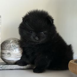 Polly AKC - Black and tan female Pomeranian puppy in Las Vegas, Nevada from POMS USA