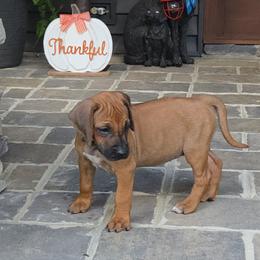 Safari - Rd whtn blk nose female Rhodesian Ridgeback puppy in Gaffney, South Carolina from Circle D Farms