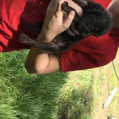 Pudelpointer Puppies from Bent Tree Pudelpointers