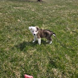 River - Brindle male Border Collie puppy in Gary, Indiana from Lake Ridge Border Collies