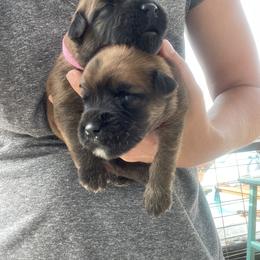 Australian Shepherd and Soft Coated Wheaten Terrier Puppies from BellSharps Australian Shepherds