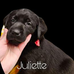 Juliette - Black female Dilute Retriever puppy in Sidney, Nebraska from Nebraska Strong Labradors