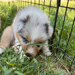 Old orchard - Blue merle male Australian Shepherd puppy in Massachusetts from Knauer Australian Shepherds
