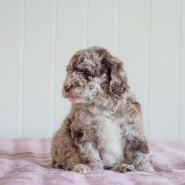 Sparkler - Merle female Goldendoodle puppy in Woodruff, South Carolina from Crooked Creek Doodles and Poodles