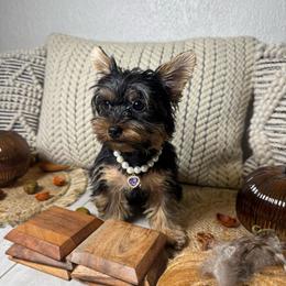 Malta - Black and gold female Yorkshire Terrier puppy in Tamarac, Florida from Yorkiefamily7