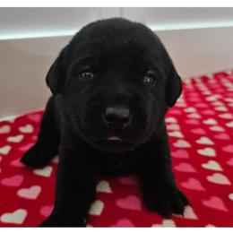 Light Blue Girl - Black female Labrador Retriever puppy in Elk Grove, California from Labrador Trails