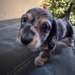 Dachshund Puppies from Birkin’ Paws