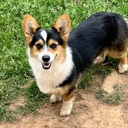 Izzy - Pembroke Welsh Corgi