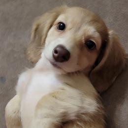Dachshund Puppies from Brooke's Darling Dachshunds