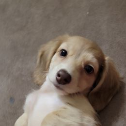 Dachshund Puppies from Brooke's Darling Dachshunds