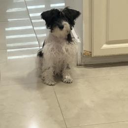 Miniature Schnauzer puppies from Tamara Abull's Miniature Schnauzers