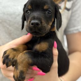 Brown collar - Black and rust male Doberman Pinscher puppy in Tallmadge, Ohio from Premier Dobermans