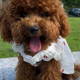 Goldendoodles and Poodles from Doodles & Poodles by Tiki