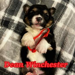 Dean Winchester - Black and tan male Pembroke Welsh Corgi puppy in Olathe, Colorado from Rocking LJ Breeding