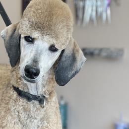 Poodles from Spunky Paws Poodles