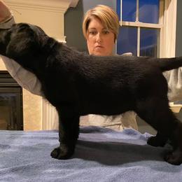 Labrador Retriever Puppies from Wolfpack Labradors