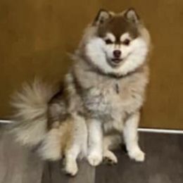 Pomskies from Southwood Pomskies
