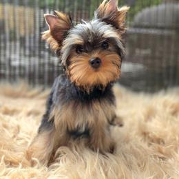 Zara - Blue and gold female Yorkshire Terrier puppy in Battle Ground, Washington from Joyful Yorkies
