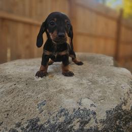 Myla 3200 - Black and tan female Dachshund puppy in Anaconda, Montana from Montana Country Dachshunds