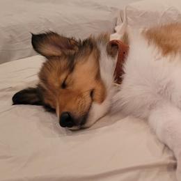 Rudolph - Sable and white male Collie puppy in Carencro, Louisiana from Cajun Bayou's Collies LLC