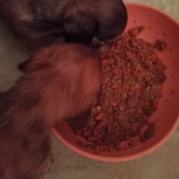 Dachshund Puppies from Em-Me's Royal 'n Loyal Dachshunds