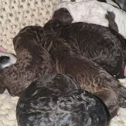 Brownie - Chocolate male Goldendoodle puppy in Cross, South Carolina from DoodleDandy & Danes