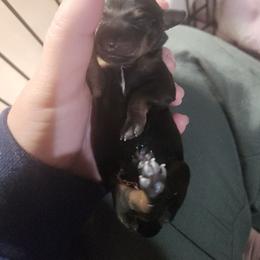 AJ - Black and tan female Dachshund puppy in Cedarcreek, Missouri from Cedarcreek Dachshunds