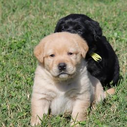 Labrador Retriever Puppies from Ashland Labradors