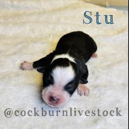 Stu - Black tri male Toy Australian Shepherd puppy in Gillette, Wyoming from Cockburn’s Toy and Mini Australian Shepherds