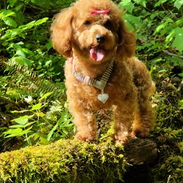 Cavapoo, Maltese, Maltipoo, and Poodle Puppies from Mt.BakerPoodles&Doodles