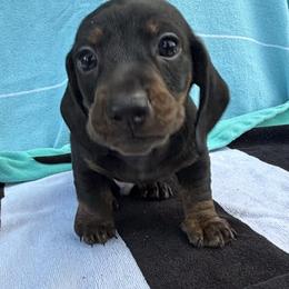 Boy 3 - Dapple male Dachshund puppy in Mulberry, Florida from J's Mini Dachshunds