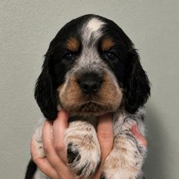 Rascal - Tri-Roan male English Springer Spaniel puppy in Fort White, Florida from Thunderbird Springers