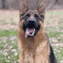 Hazel - Black and red female German Shepherd puppy in Worthington, Indiana from Aus Gerstbrei German Shepherds