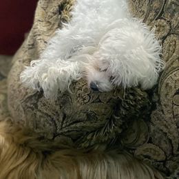 Maltese and Yorkshire Terriers from Lynn’s Precious Pups