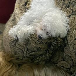 Maltese and Yorkshire Terriers from Lynn’s Precious Pups
